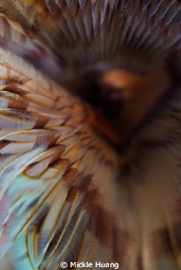 PERSPECTIVE
Close-up of tube worm
Seraya Bali by Mickle Huang 